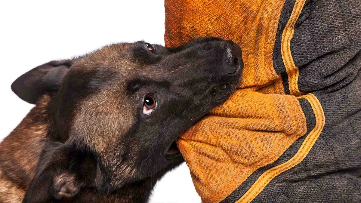 More than 23 thousand animal bites recorded in Azerbaijan in the first six months of the year
