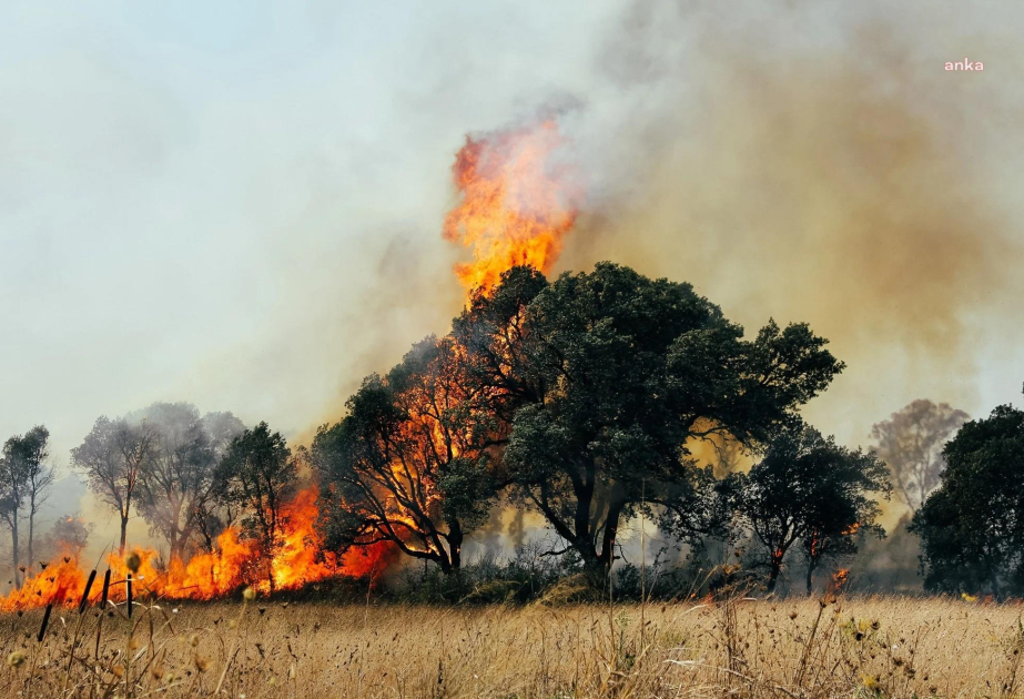 58 houses damaged during forest fires in Turkey