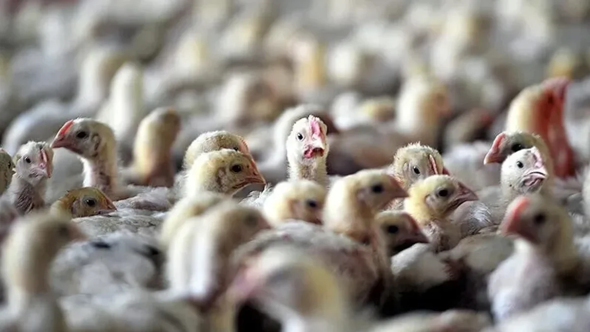 First mass bird mortality due to bird flu in Australia
