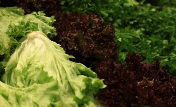 Greens-borne epidemic spreading: There are fatalities