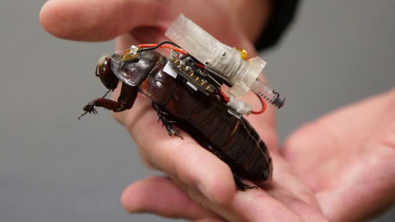 This cockroach could save your life one day
