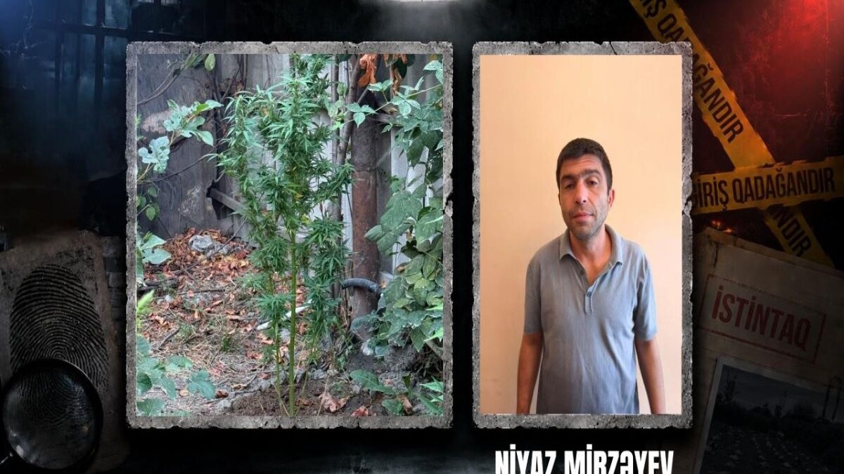 Person cultivating narcotic plants detained in Goychay