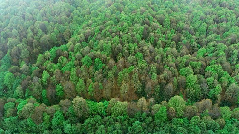 In this city, trees have been granted rights equal to humans