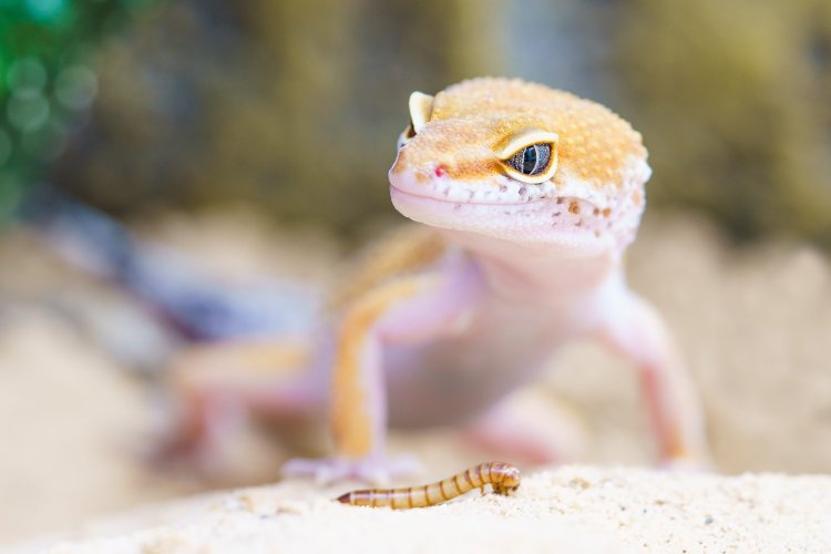 10 new lizard species discovered in Iran