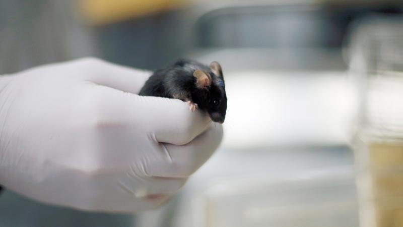 Scientific achievement: part-human, part-mouse brain created