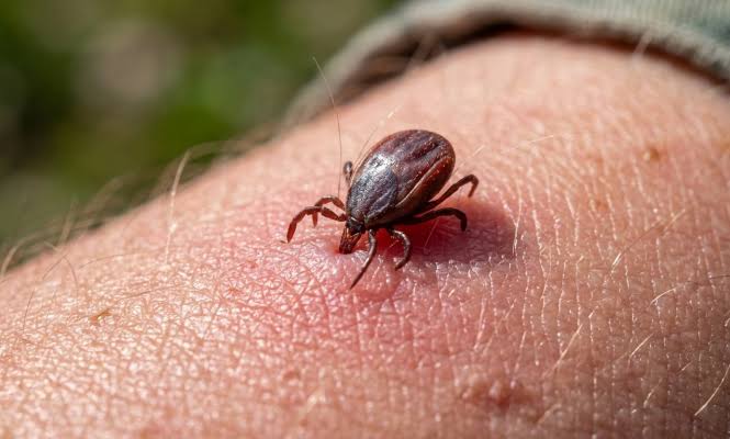 Deadly tick virus alert in Thailand