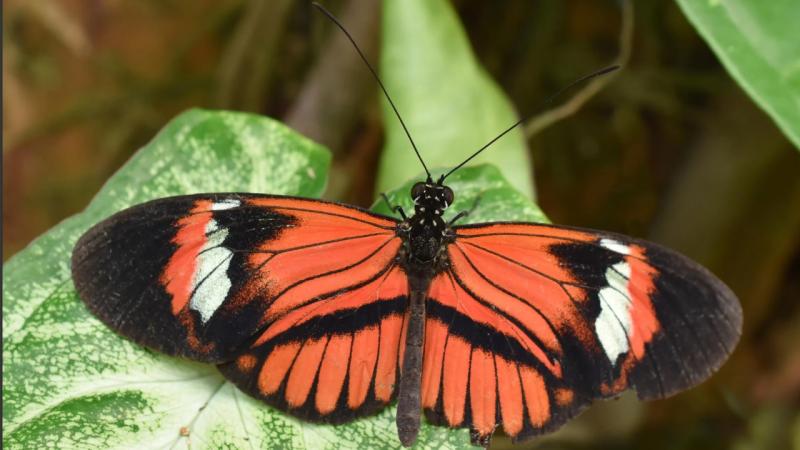 Scientists have discovered a butterfly species that does not age