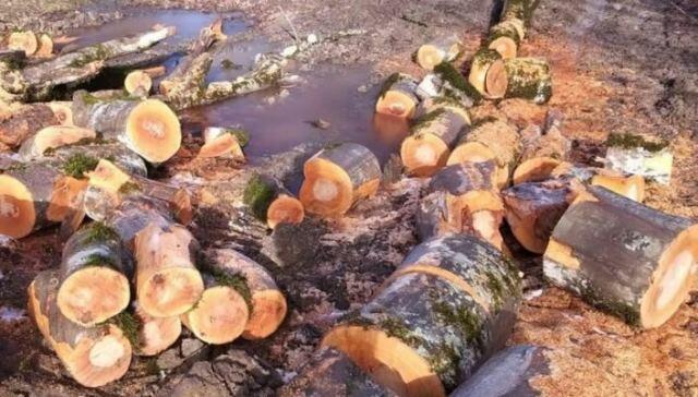 40 thousand in damages caused to greenery in Baku and Sumgayit