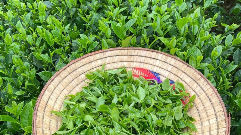 Azerbaijan’s tea export revenue increased by more than 12%