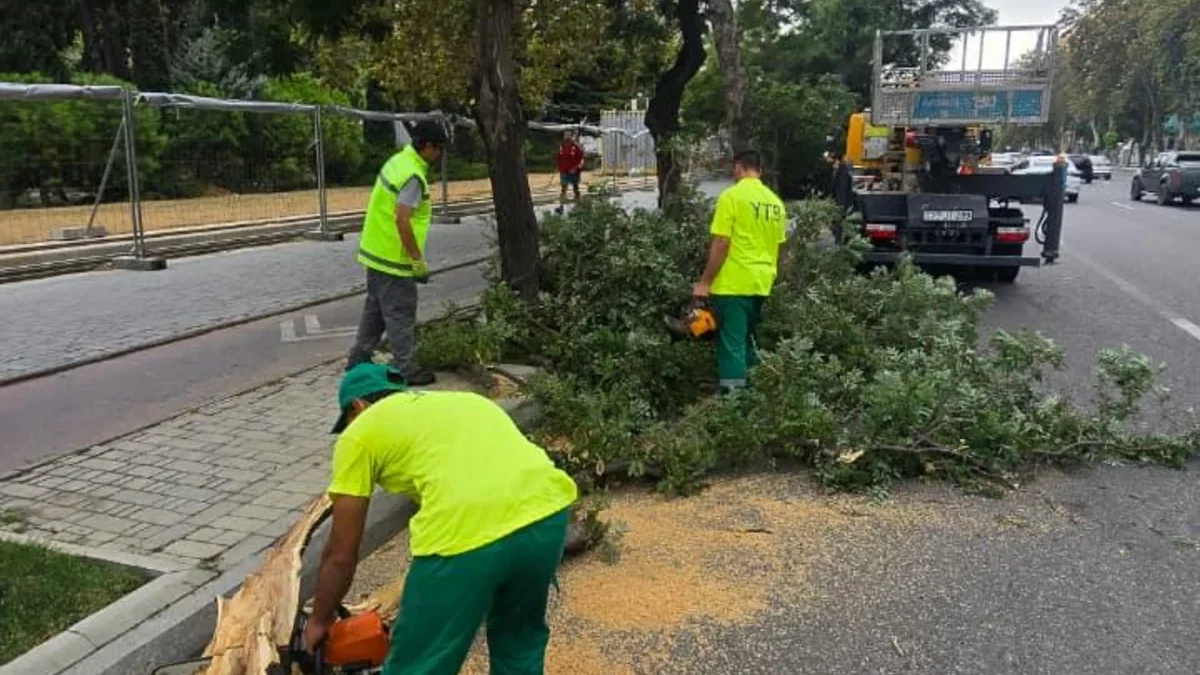 15 trees broken due to wind in Baku