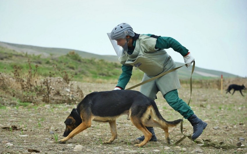 More than 60 mine detection dogs donated to ANAMA in the last five years