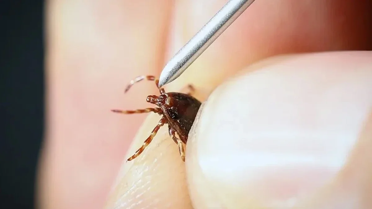 Warning about a new tick-borne virus in China!