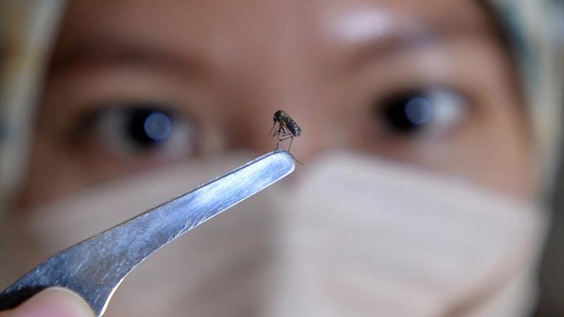 Fruit fly brain mapped: Secrets of human behavior and diseases may be unlocked