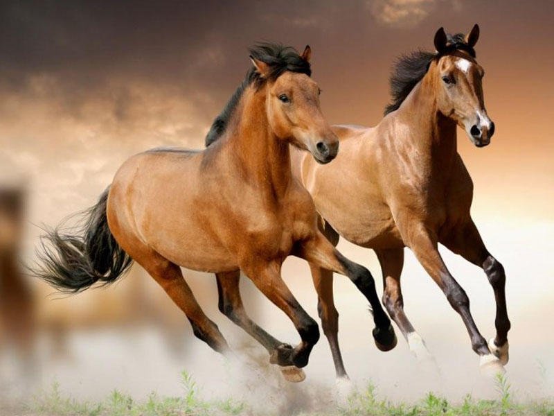 1000 manats will be given to those who keep ‘Karabakh’ horses