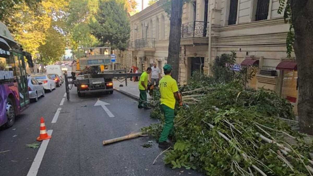 15 trees broken, branches of 20 trees snapped in Baku due to wind