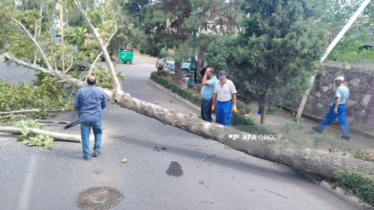 Strong wind causes damage in Barda, Tartar and Aghdam – PHOTO