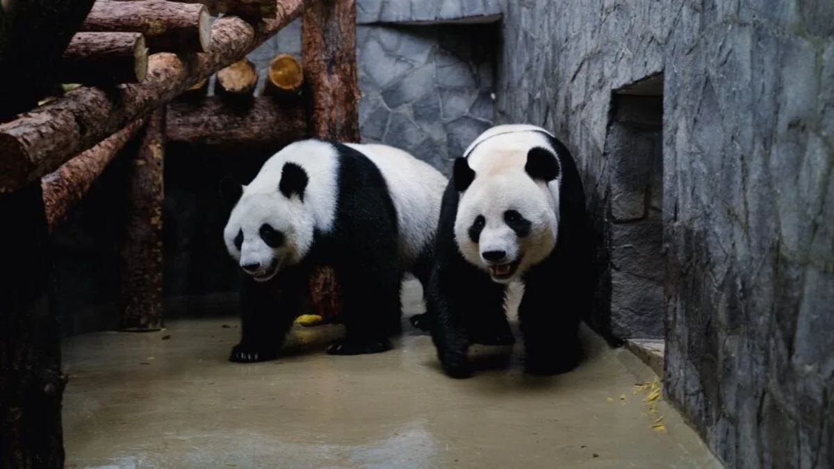 Two giant pandas transported from China to the USA