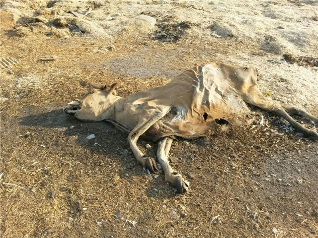 Enterprises for the utilization of dead animals may be established in Azerbaijan