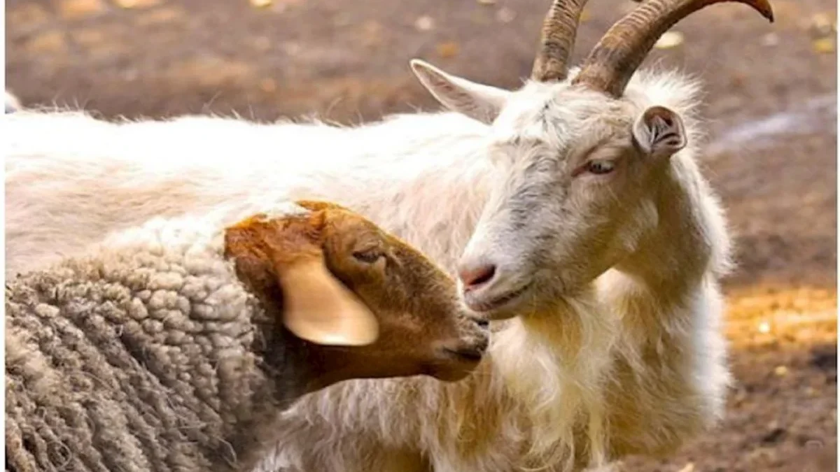 Azerbaijan reduces sheep and goat imports from Georgia by approximately 40%