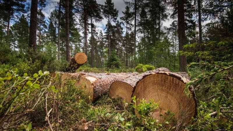 Illegal felling of greenery discovered in four districts