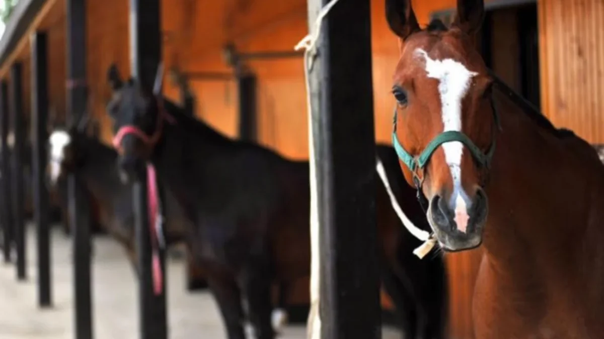 Epizootological monitoring will be carried out among equids in Baku and Absheron