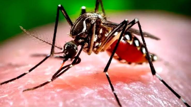 West Nile virus outbreak in Croatia: 25 infections, 1 death