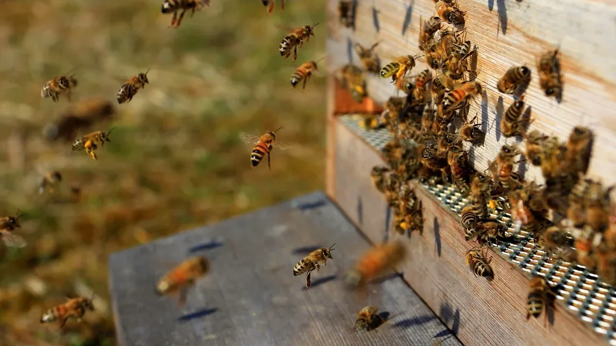 Over 90 kg of drugs discovered inside beehives in Turkey